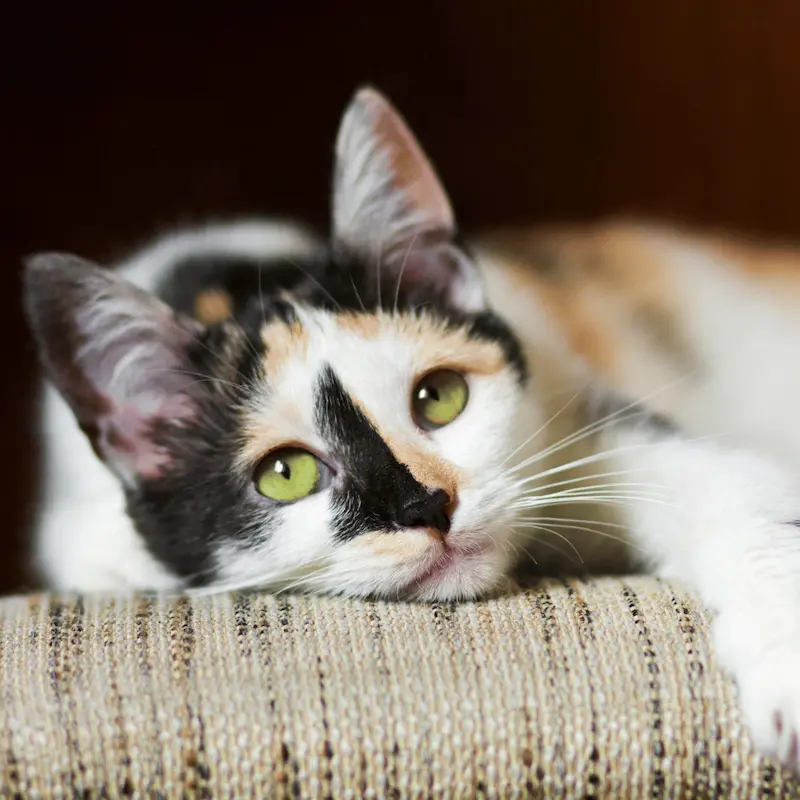 Garde de chat à domicile à Bormes-les-Mimosas pendant les vacances