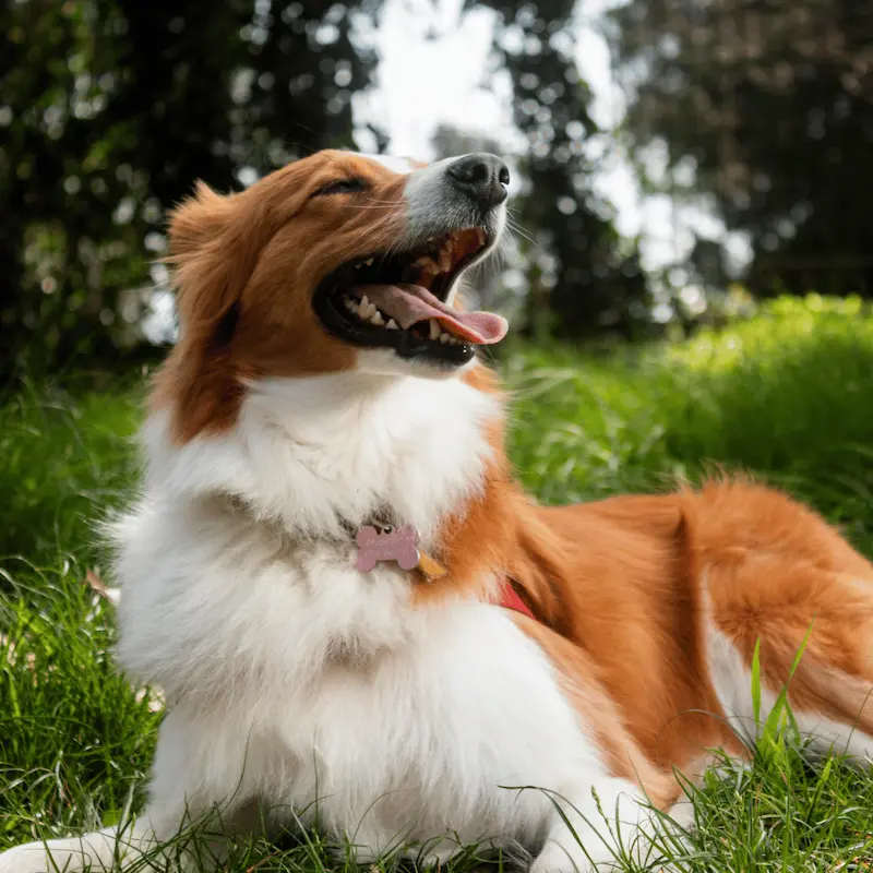 Service de garde de chien à domicile à Bormes-les-Mimosas