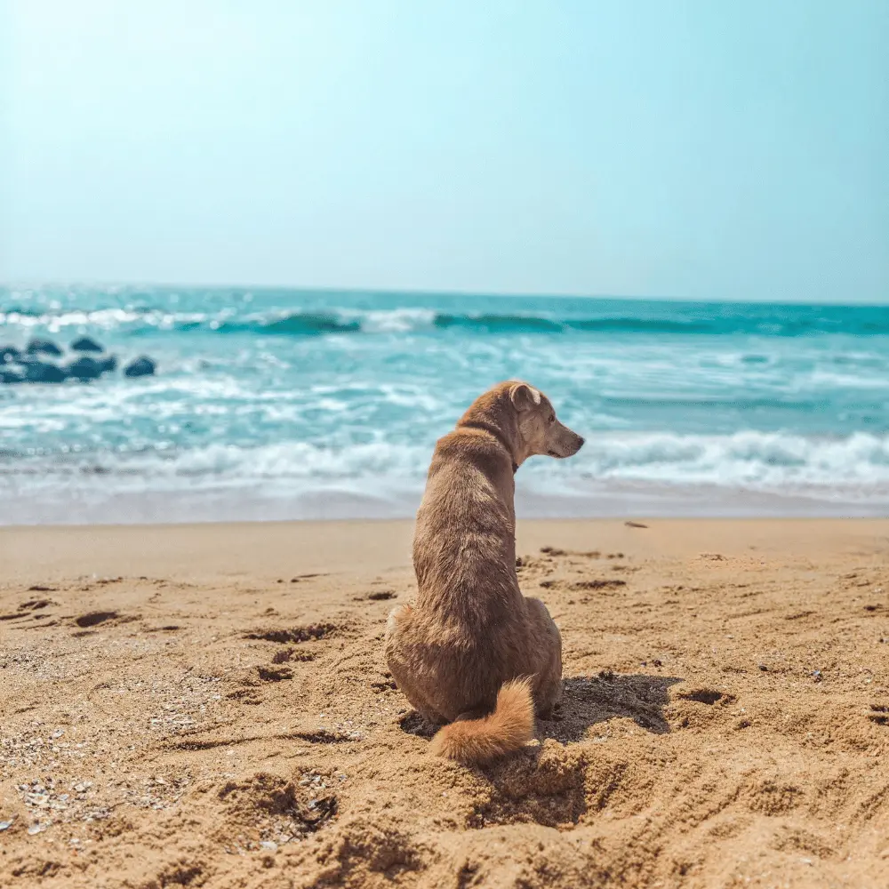 promenade chien au bord de mer