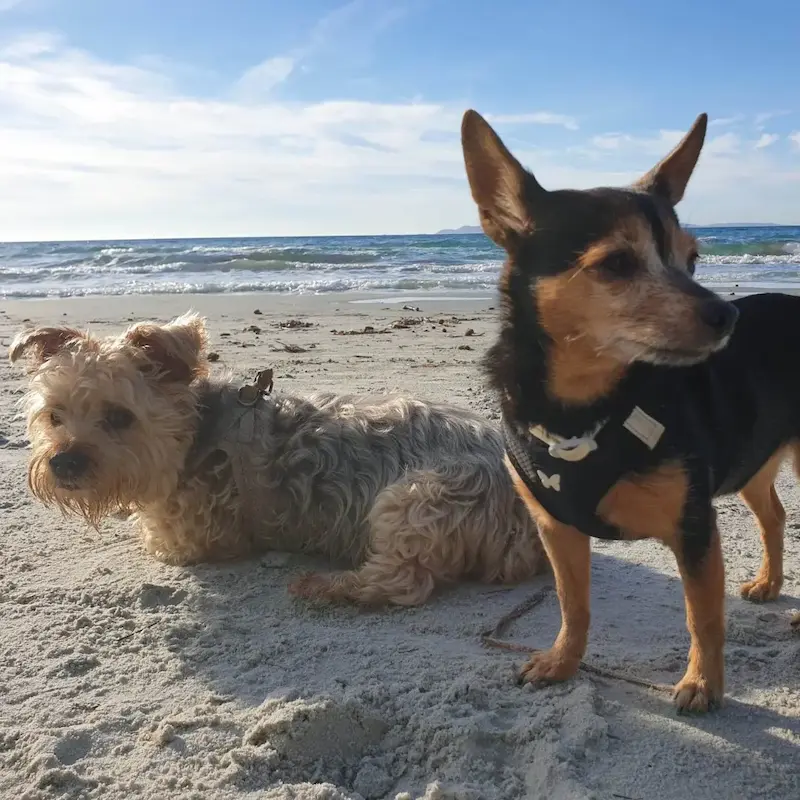 promenade de chiens au lavandou par une pet sitter