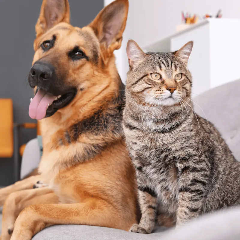 Visite à domicile pour animaux à Bormes-les-Mimosas